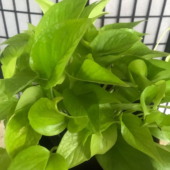 5 Rooted Starter Neon Pothos - Picture 9 of 11